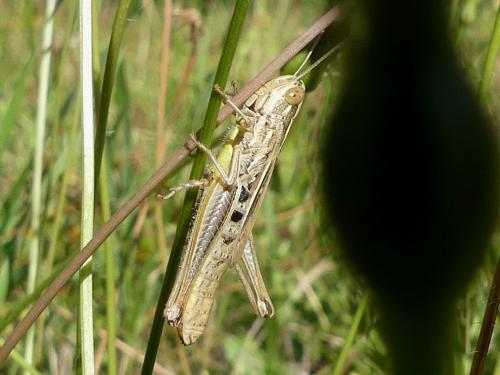 Euchorthippus declivus